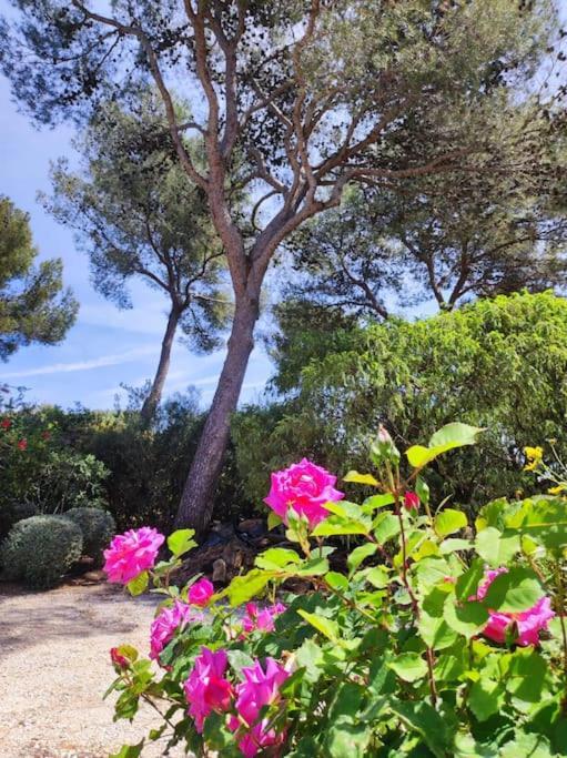 Villa La Californienne Carqueiranne Esterno foto